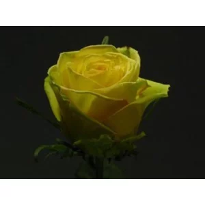 Роза "Дивина"(Divina)